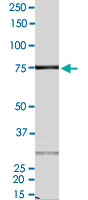 2 &mu;g/lane SDS-PAGE Stained with Coomassie Blue